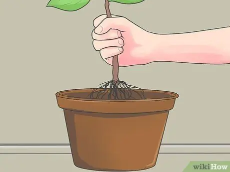 Уход за орхидеей в помещении Шаг 10