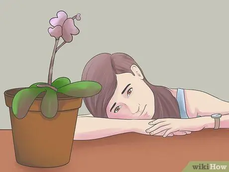 Уход за орхидеей в помещении Шаг 11