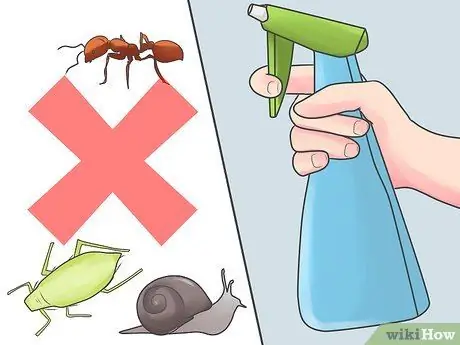 Уход за орхидеей в помещении Шаг 13