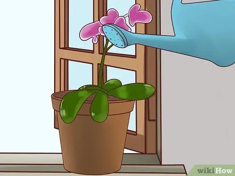 Уход за орхидеей в помещении Шаг 7