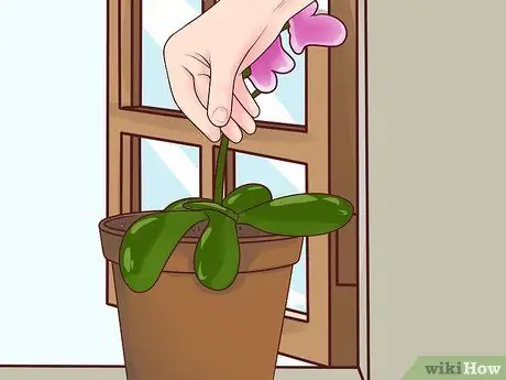 Уход за орхидеей в помещении Шаг 8