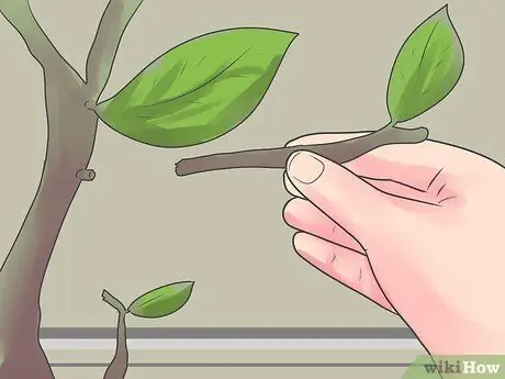 Уход за орхидеей в помещении Шаг 9