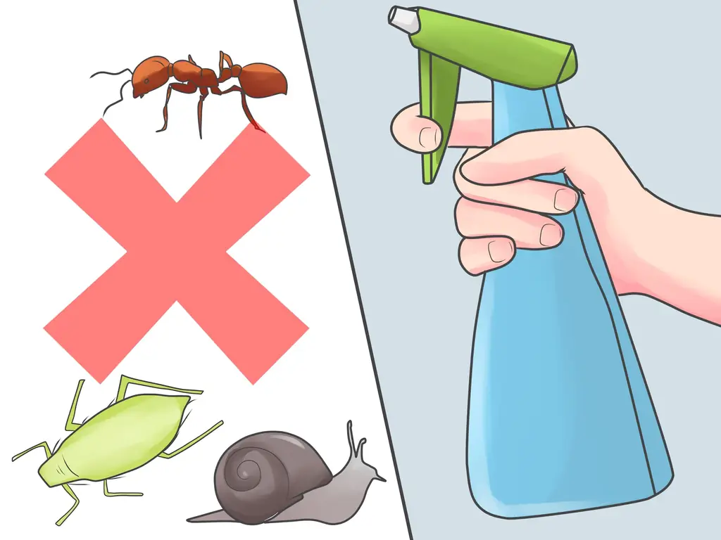 3 способа ухода за орхидеей в помещении