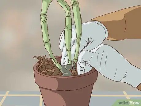 Пересадка орхидей Шаг 11