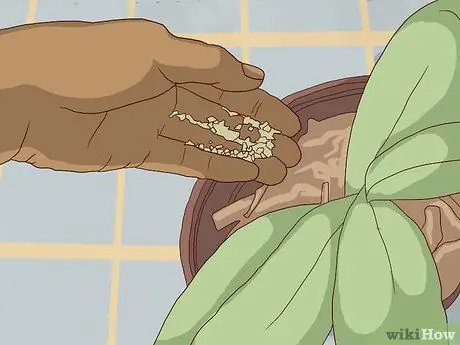 Пересадка орхидей Шаг 12