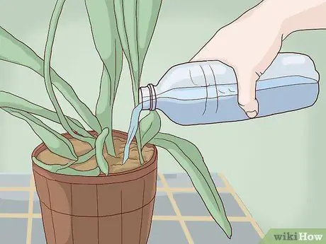 Пересадка орхидей Шаг 13