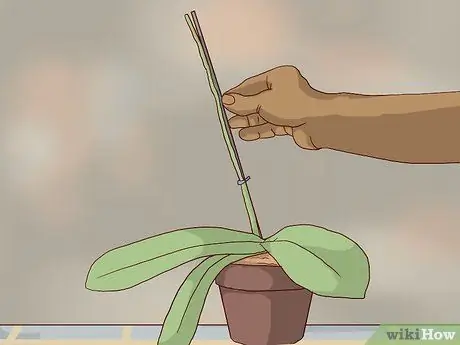 Пересадка орхидей Шаг 14