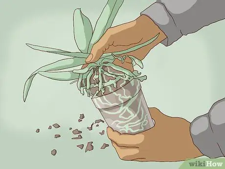 Пересадка орхидей Шаг 7