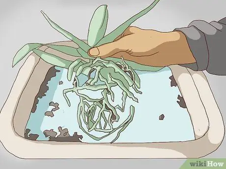 Пересадка орхидей Шаг 8