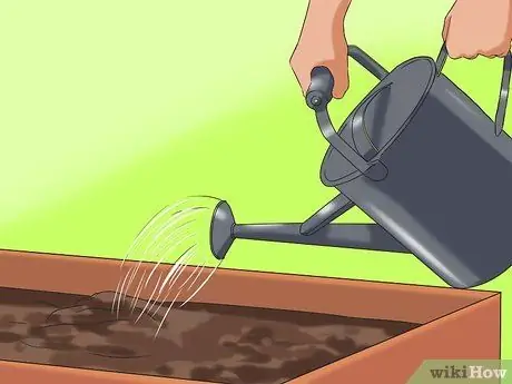 Выращивание подсолнухов Шаг 11