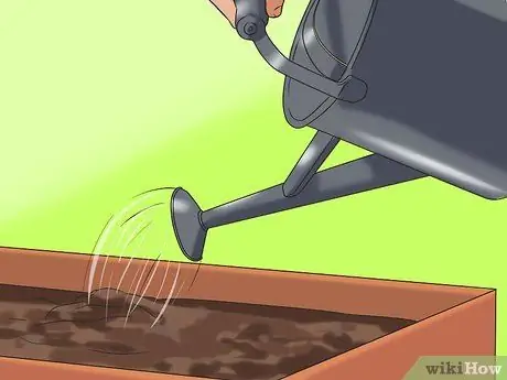 Выращивание подсолнухов Шаг 12