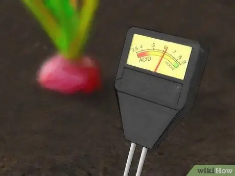 Выращивание редиса Шаг 10