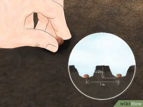 Выращивание редиса Шаг 4