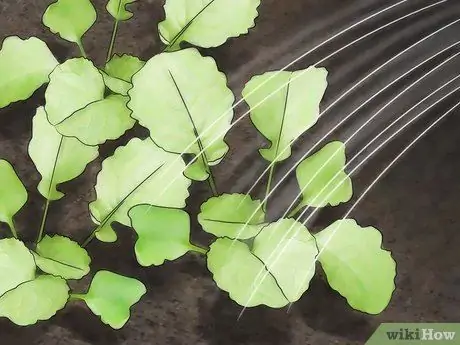 Выращивание редиса Шаг 5