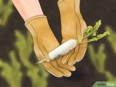 Выращиваем редис Шаг 6