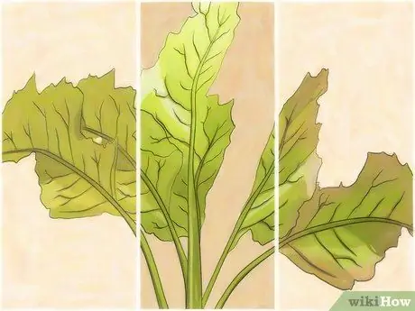 Выращивание редиса Шаг 8