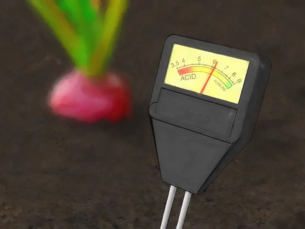 Как вырастить редис: 10 шагов (с иллюстрациями)