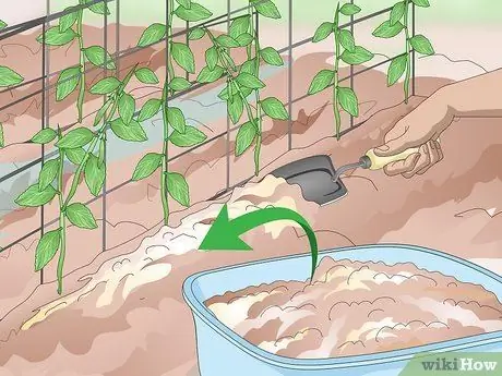 Выращивание сахарного горошка шаг 11