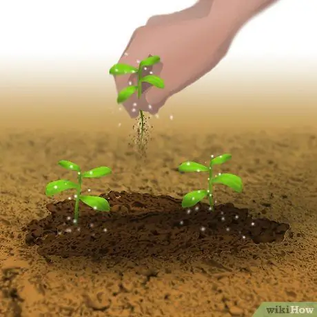 Выращивание органического салата, шаг 4