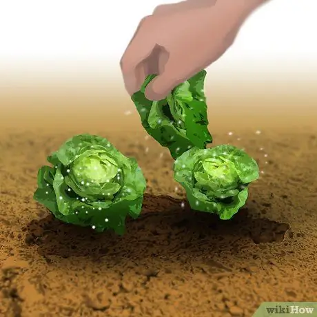 Выращивание органического салата, шаг 5