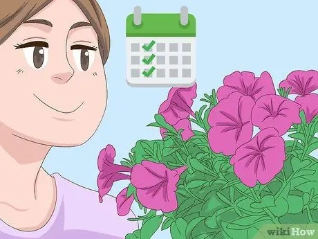 Чернослив Петунии Шаг 1