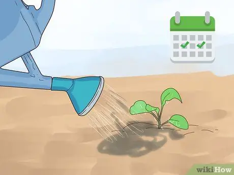 Чернослив Петунии Шаг 10