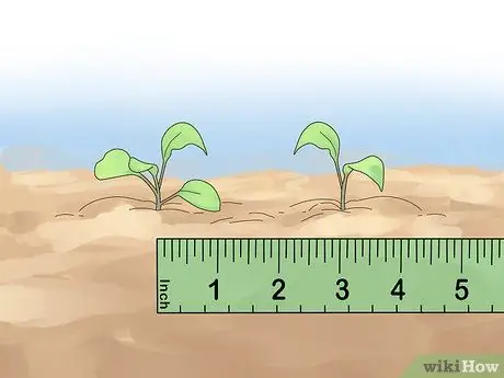 Чернослив Петунии Шаг 11