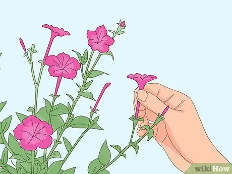 Чернослив Петунии Шаг 12