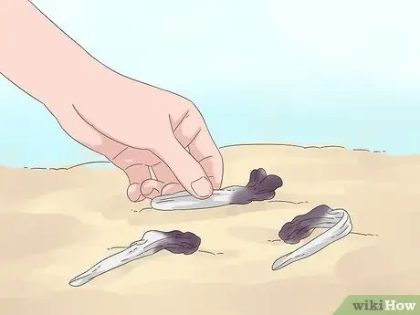 Чернослив Петунии Шаг 2