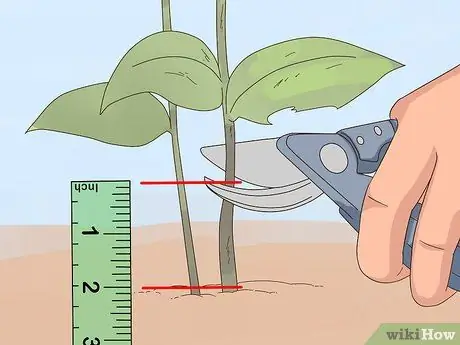 Чернослив Петунии Шаг 6