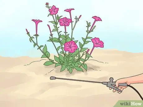 Чернослив Петунии Шаг 8