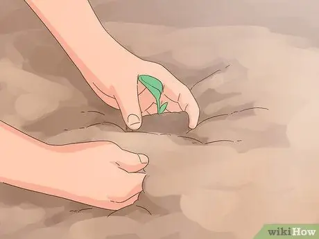 Чернослив Петунии Шаг 9