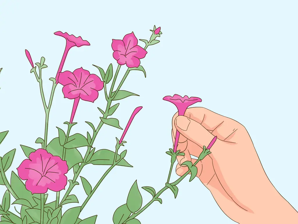 Как обрезать петунии: 12 шагов (с иллюстрациями)