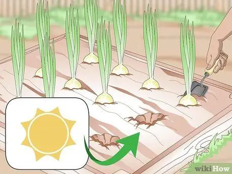 Урожай лука, шаг 1