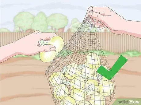 Урожай лука Шаг 10