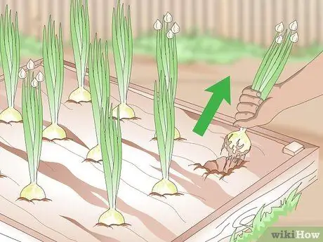 Урожай лука, шаг 2