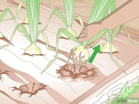 Урожай лука Шаг 5