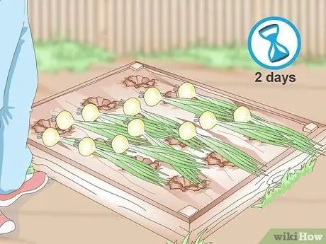 Урожай лука Шаг 6