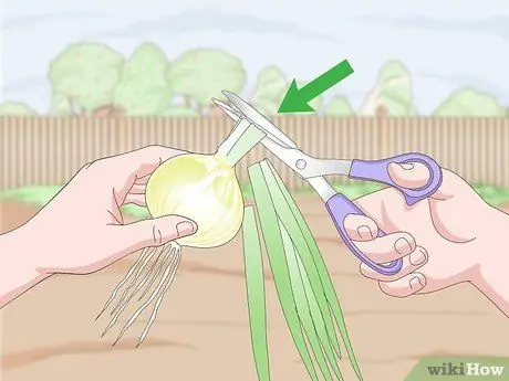 Урожай лука Шаг 7