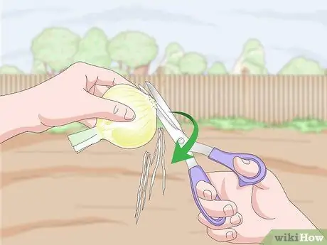 Урожай лука Шаг 8