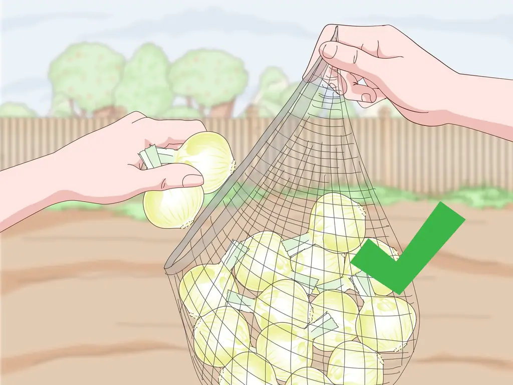 Как собирать лук: 10 шагов (с иллюстрациями)