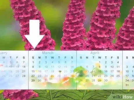 Prune Buddleia Шаг 1