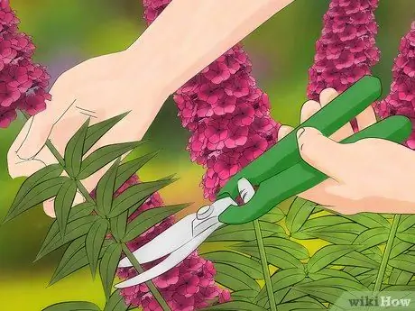 Prune Buddleia Шаг 2