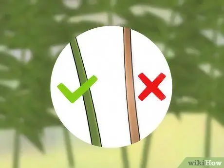 Prune Buddleia Step 3