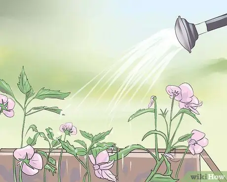 Сажать гибискус Шаг 8