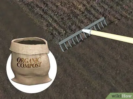 Выращивание брюссельской капусты Шаг 2
