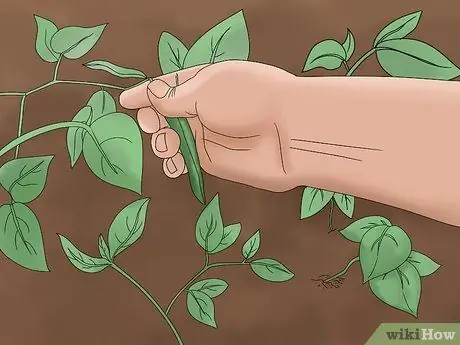Выращивание стручковой фасоли Шаг 10