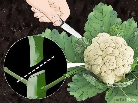 Сбор цветной капусты Шаг 4 Сбор цветной капусты Шаг 4