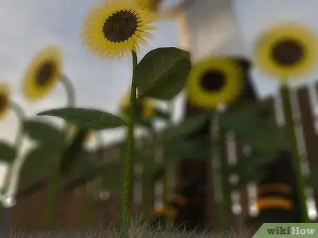Сбор семян подсолнечника Шаг 5 Сбор семян подсолнечника Шаг 5