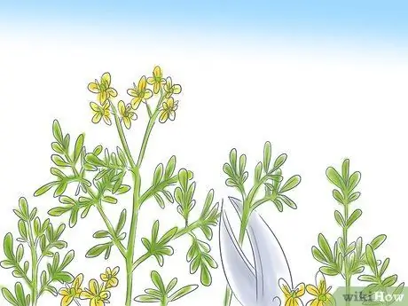 Grow Rue, шаг 5